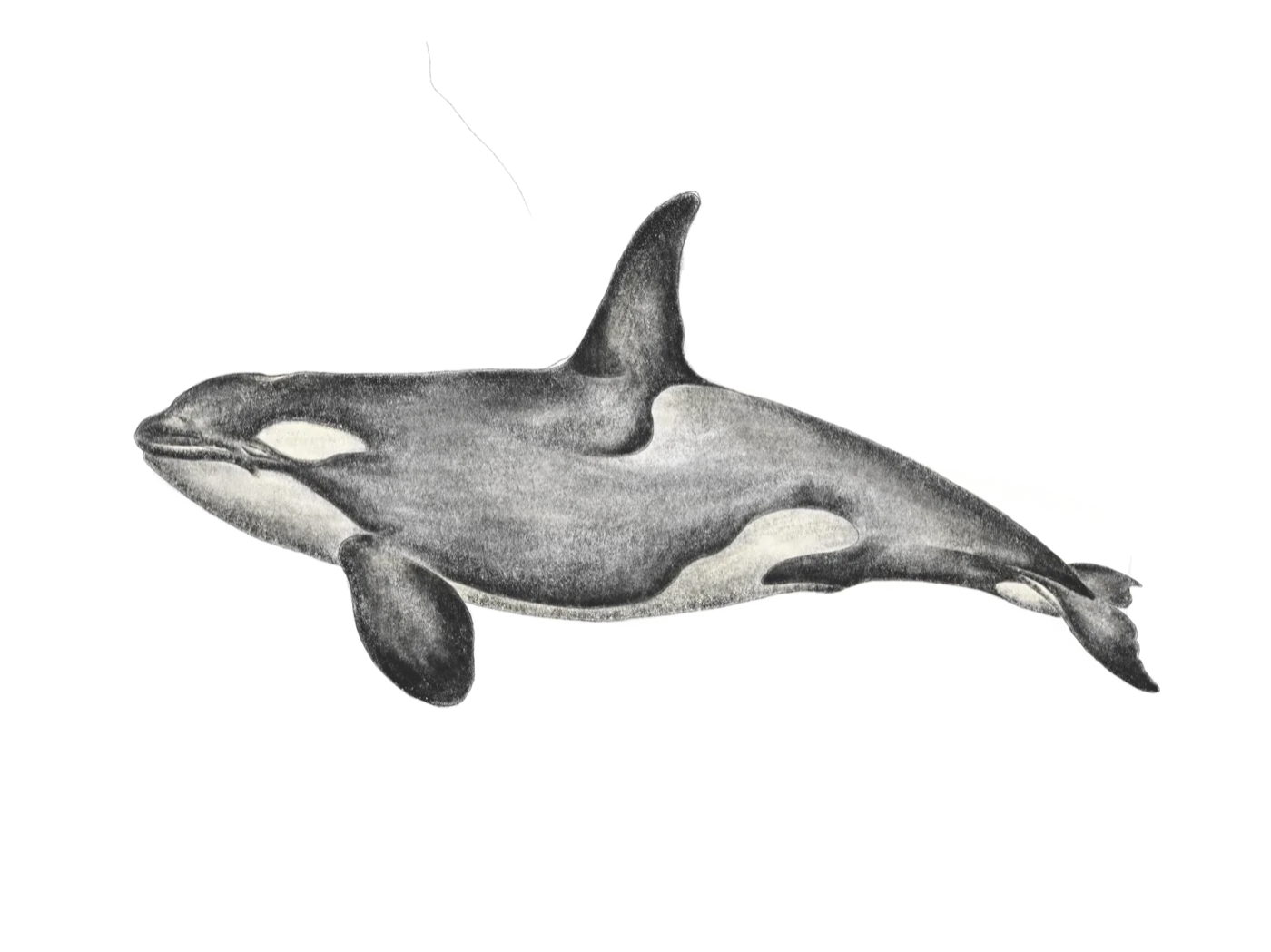 Anatomical charcoal study of an orca, by Liss Ampuero.