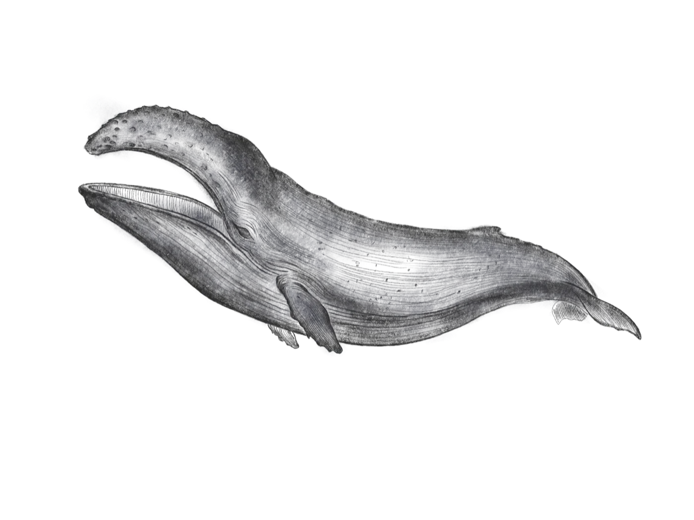 Anatomical charcoal study of a whale with open baleen, by Liss Ampuero.